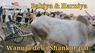 Babiya & Harniya ✨Wanuja dewi Shankar pat Maharashtra