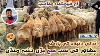 Turkey Balkhi Dumba Mandi Peshawar 09/08/2025 New Updates| Zero Size Sheep Prices| Izhar Ali Shah
