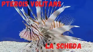 PTEROIS VOLITANS - La scheda sul pesce scorpione