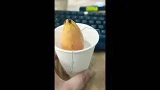 #sr1 07 khởi đầu #avocado