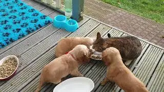 Popkas 1st puppies
