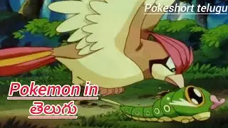 pokemon episode in telugu // caterpie vs pigyoto //  #pokeshort
