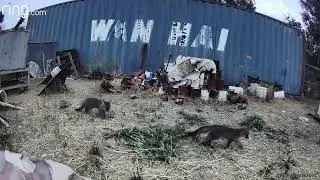 Gray fox family clips 6 16 2022