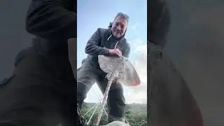 Shore fishing UK thornback  ray