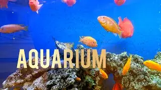 aquarium fish | red zebra cichlid | parrot fish | red devil | shorefishes #tankfish #catchfish