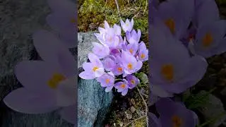 Фото природы и Пение Птиц Слушать Фоном | Живой звук для Релакса и отдыха перед сном