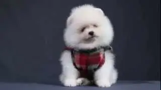 Scott - Spitz Alemão - Lulu da Pomerânia
