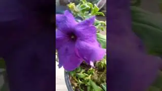 Pitonia plant tips and care 🌸