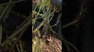 20,000 Marijuana Plant Breeding Mother Plants From Seed Sexed And 2,000 In The Urban Garden Ground