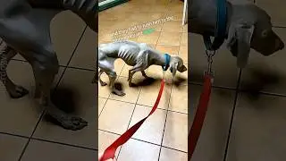 Эта собака получила второй шанс на жизнь ❤️ #шорты #питомцы