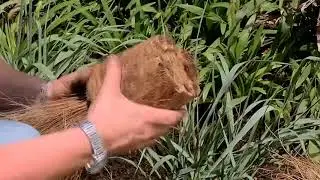 Planting Drought Friendly Grasses