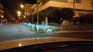 Oliver the dog it took SOS Italian Setters a year to rescue off the streets in Italy