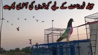 22 May 2022 Pigeons Last Phirt Jeath Towrnament || Kashif Zaman Pigeons||