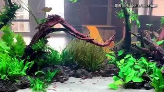 超好聽 放鬆音樂 我在佈置水草造景缸會聽的音樂 ＡＤＡ豪宅六尺魚缸造景全記錄