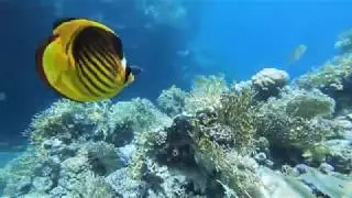 al-Qusair Snorkeling and Diving Egypt