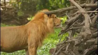 Lion spotting in Africa - Nigeria