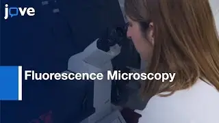 Fluorescence Microscopy for Analysis of the Membrane Receptors | Protocol Preview