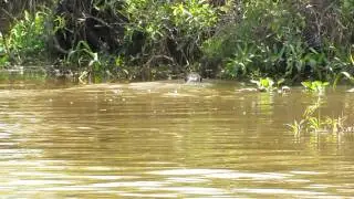 Giant Otter calling in group Trogon Tours - www.trogontours.com