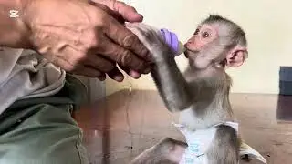 Mary eat Khmer traditional snack #animals #mary #monkey #asmr