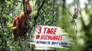 3 TAGE IM DSCHUNGEL mit Orang Utans 🐒 | Ketambe vs. Bukit Lawang