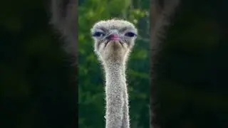 Ostrich face 😂😆