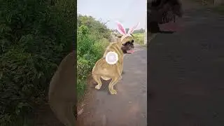 #dog #puppy #doglover #cute #pets #tamil #song #tamilsong #music #love #elephant #funny #funnyvideo