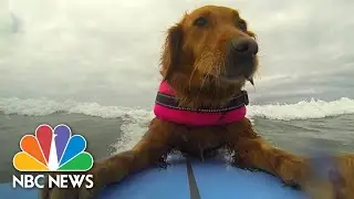 Surfing Dog Inspires Disabled Children | NBC News