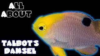 All About The Talbot's Damselfish or Peach Damsel