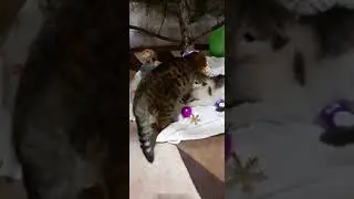 Cats under the Christmas tree, NEW YEAR TREE #Shorts