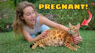 All My Exotic Cats Are Pregnant!