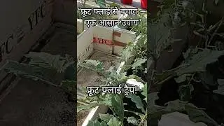 फ्रूट फ्लाई ट्रैप fruit fly trap|save your growing vegetables #kitchengardening #terracegardening