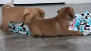 Puggle Puppies For Sale