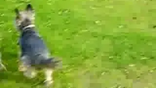 chasing feathers
