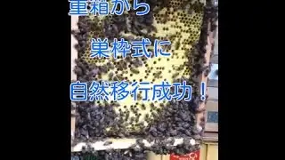 重箱から巣枠式へ自然移行成功例（Japanese honeybees beekeeping:Concatenation success example）