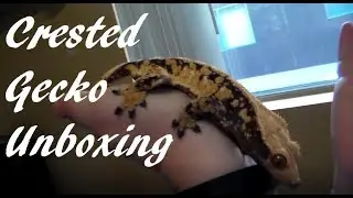 Crested Gecko Unboxing - Volt, Extreme Harlequin