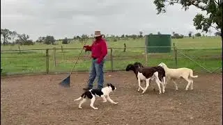 2025 SUMMER Australian Working Stock Dog Auction - LOT 328 WILDERNESS BORIS (AI)