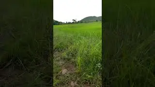 After rain for rice fields #music #video