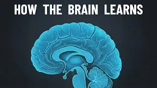 Neuroscience of Learning ;  Effective Learning Strategies