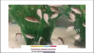 DNATecosistemas. Pez Globo Numero 8 3-4cm. Tetraodon biocellatus