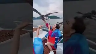🦢💨 Graceful Geese Glide Alongside Speeding Boat! 🚤✨