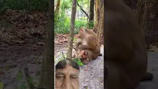#funny #monkey #baby shararti bachaa...