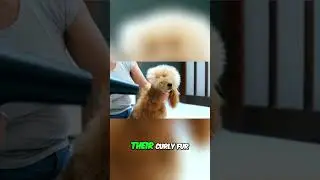 The Ultimate Guide to Maintaining a Poodle's Curly Coat