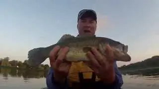 Bass On A Mouse Fly