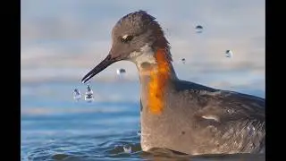 Red-Necked Phalarope | ARCTIC ADVENTURE PHOTO WORKSHOP