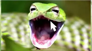Green vine snake (Ahaetulla nasuta) - What's in a name? 🐍[CC]