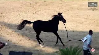 N  36 RAGHD AL NAGAREN   Rabab Arabian Horse Championship 2024   Yearling Fillies Sezione C Classe 1