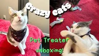 Pet Treater unboxing with two crazy cats! October 2022