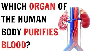 Which organ of the human body purifies blood ? || QnA Explained