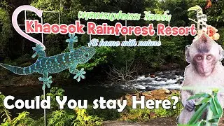 I Found a Secret Rainforest Retreat in Thailand!