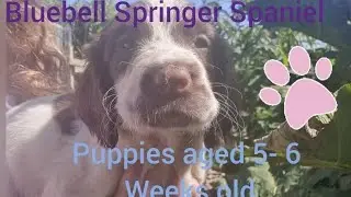 Puppies aged 5 - 6 Weeks Old - Bluebell Springer Spaniels